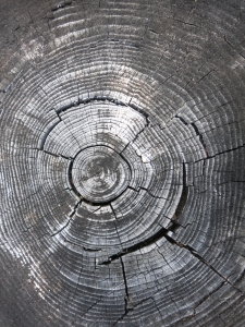 stump