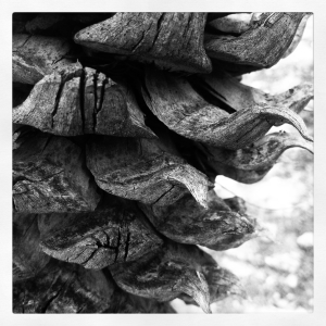 Gray Pine Cone