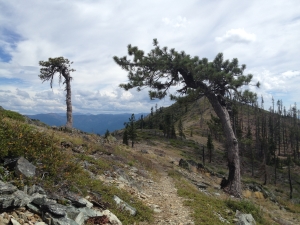 Weathered trees on Devil's Peak (knobcone?)
