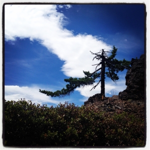Pine on Devils Ridge