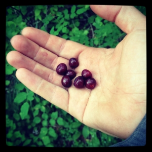 Picking huckleberries on the Bigfoot Trail was a great diversion
